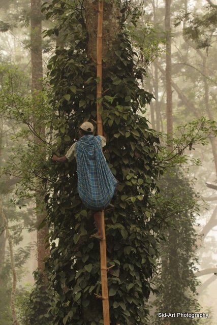 Field practitioner working with climbing plants