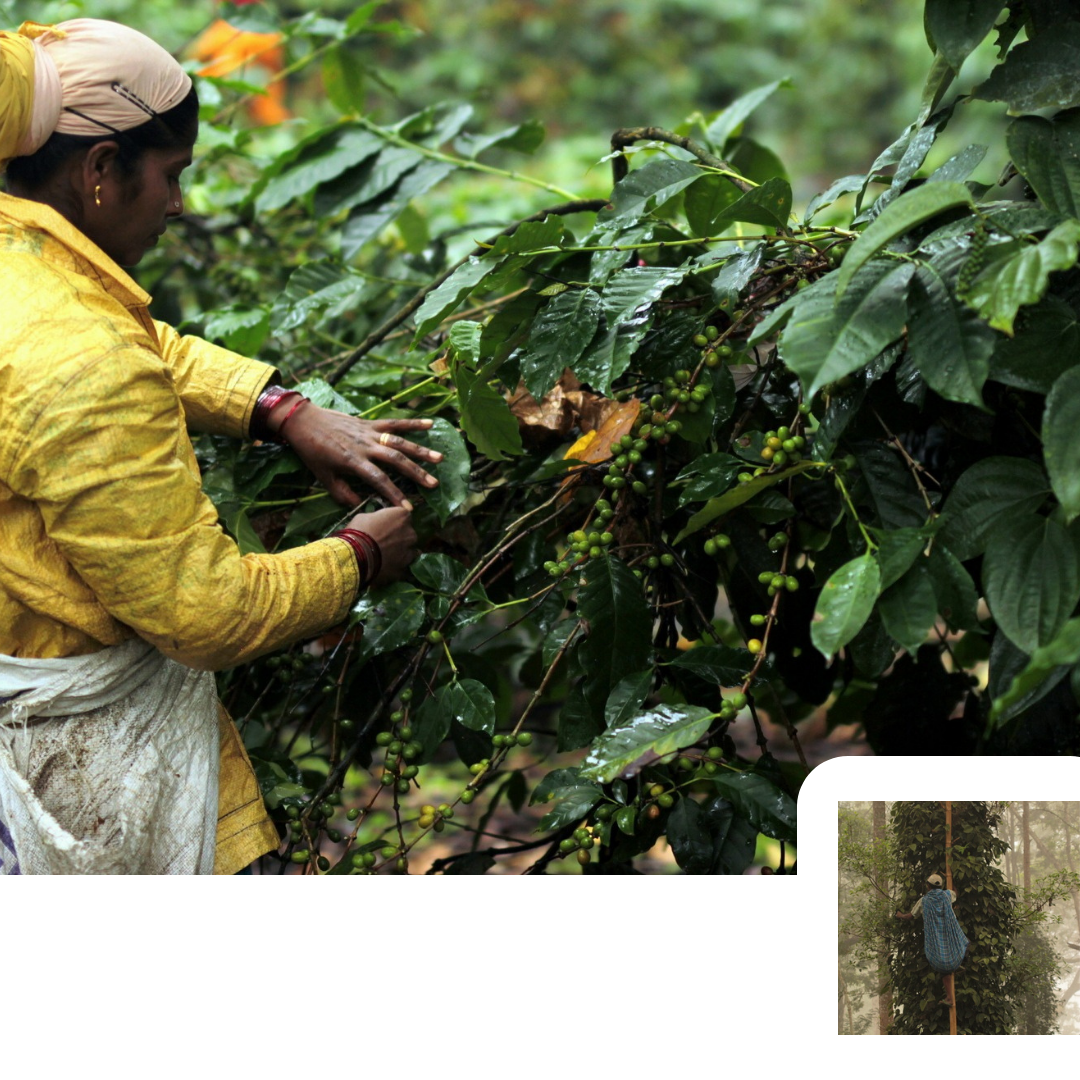 Farmer working among coffee plants