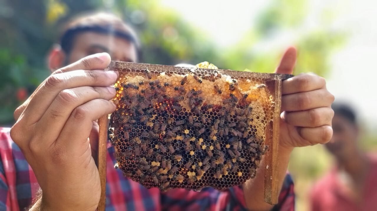 Beekeeper holding a honeycomb frame outdoors