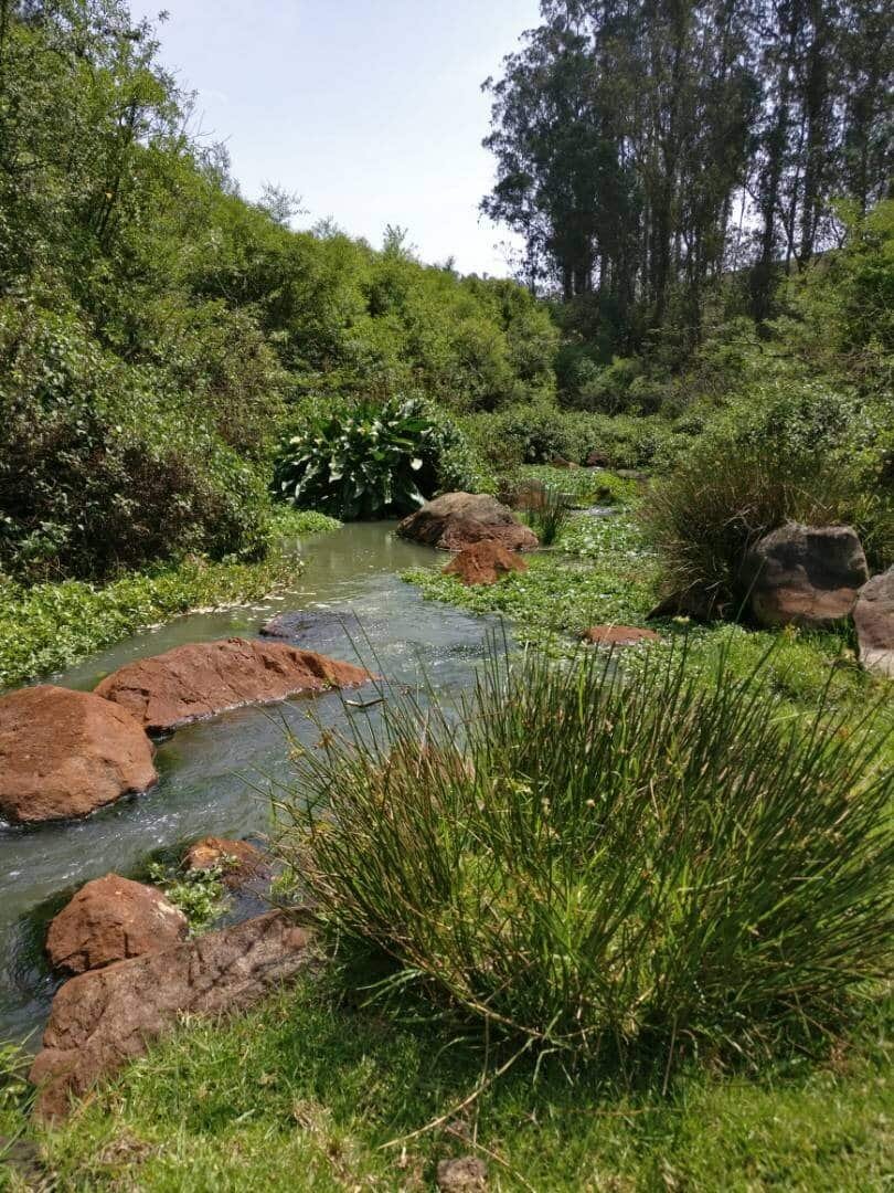 Constructed wetland surrounded by lush vegetation in the Nilgiris