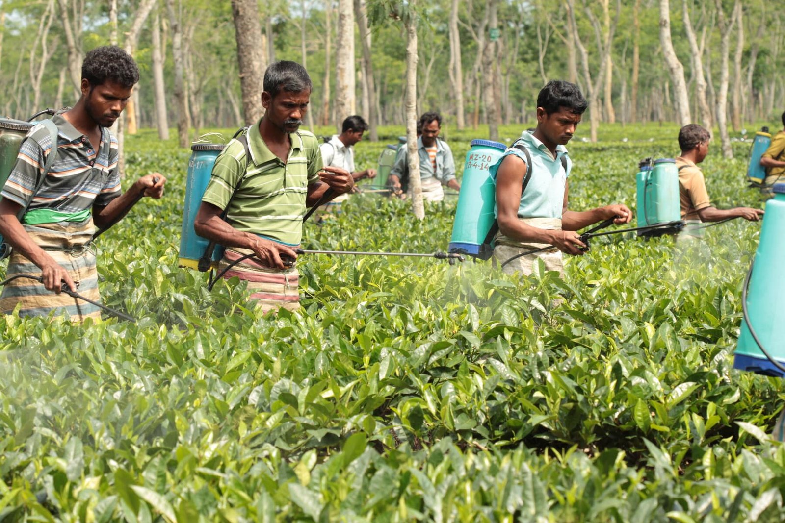 Goodricke Group