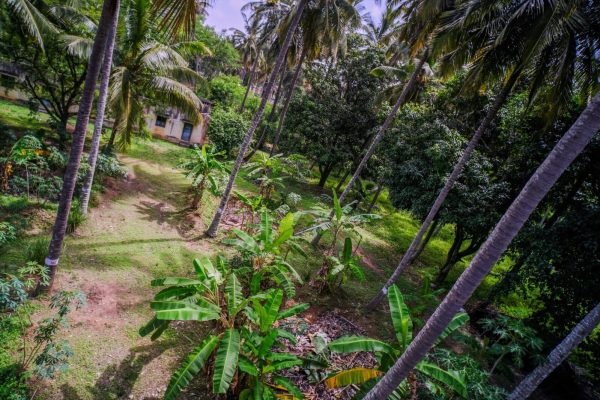 lab-coconut-plantation