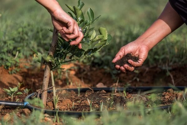 solution-regenerative-agriculture